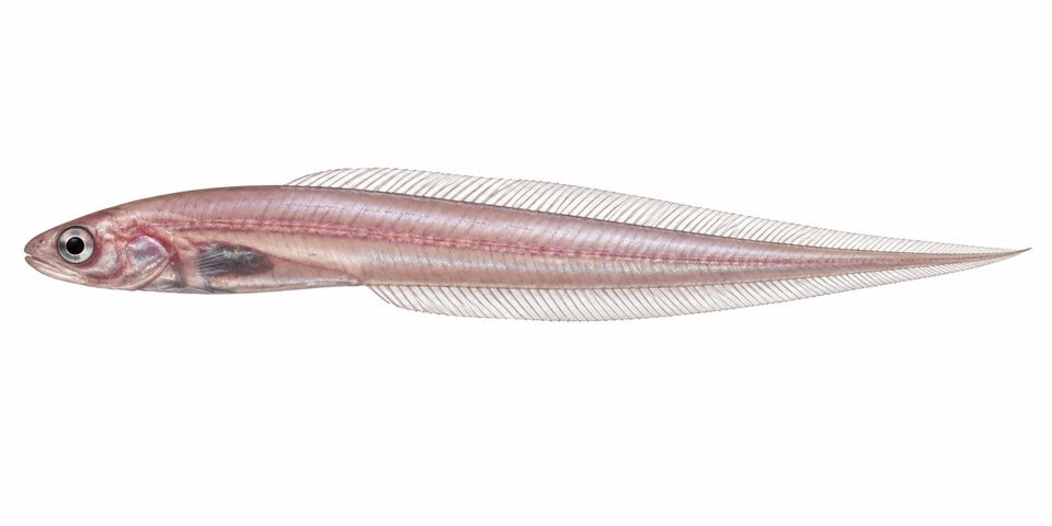 Fowler's pearlfish