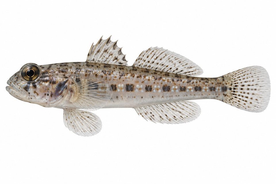 Hole goby