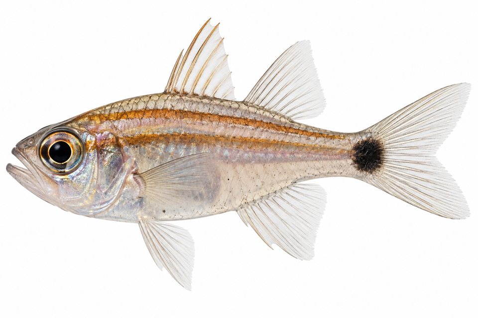 Frans' cardinalfish