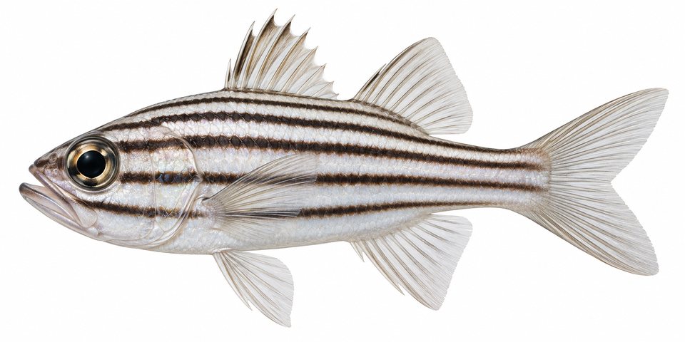 Reef-flat cardinalfish