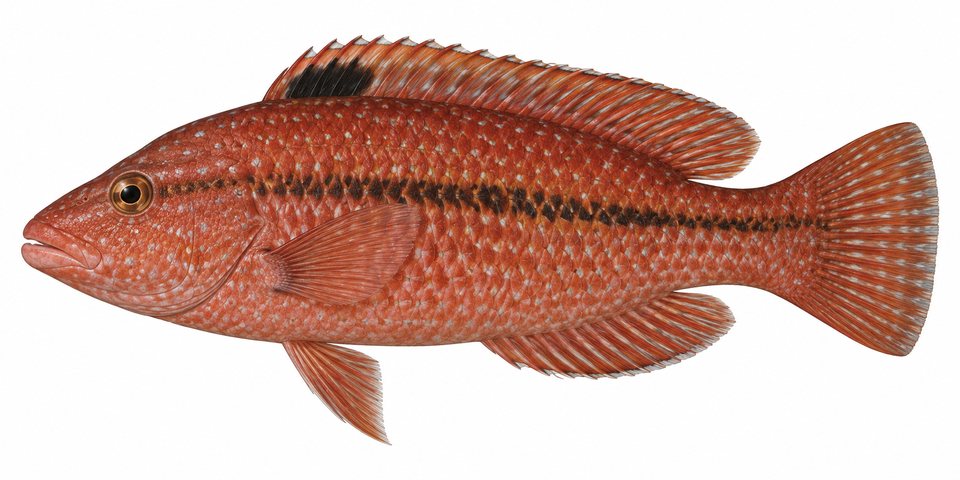 Speckled maori wrasse