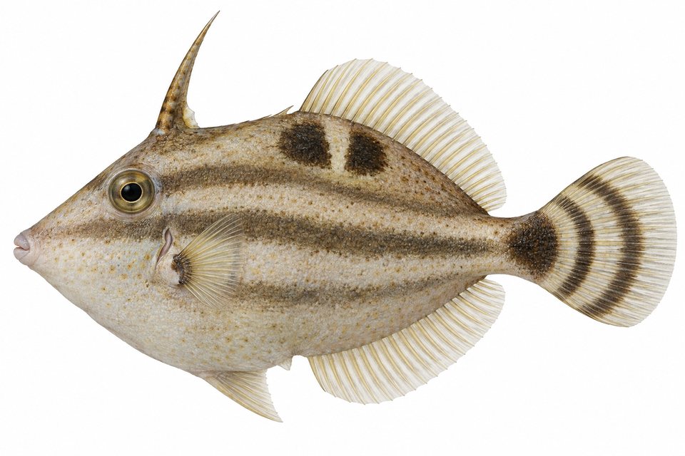 Estuary filefish