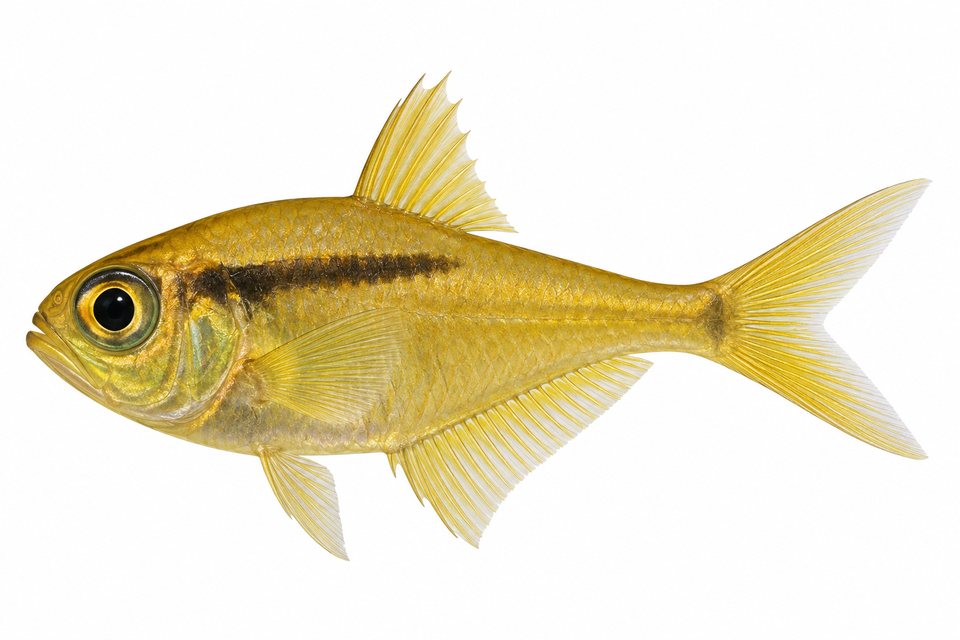 Golden sweeper