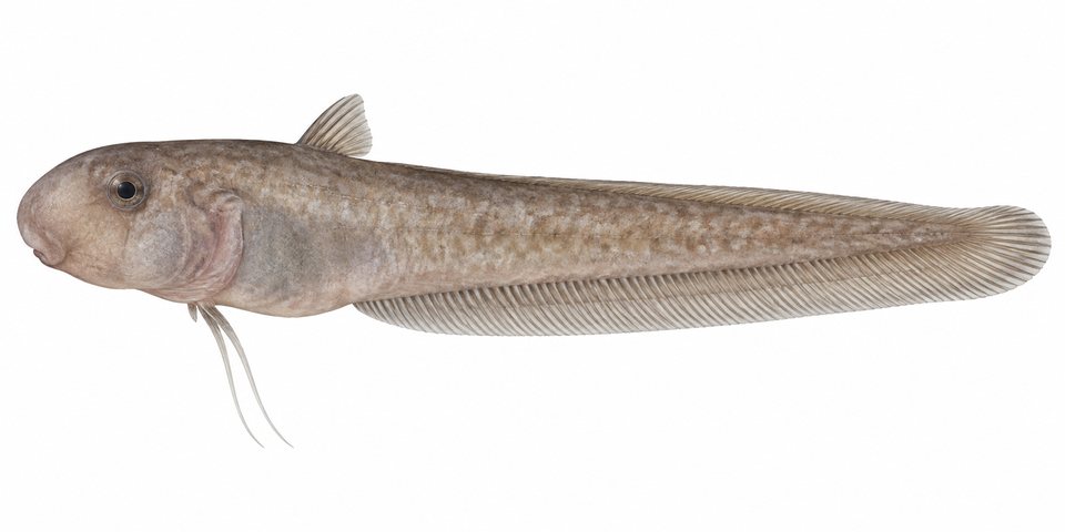 Smallmouth jellynose