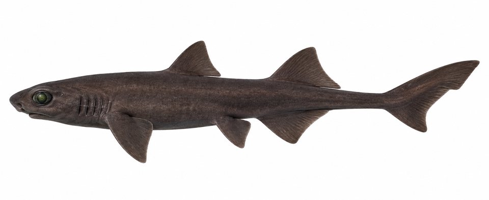 Eastern dwarf false catshark