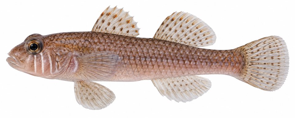 Brick goby