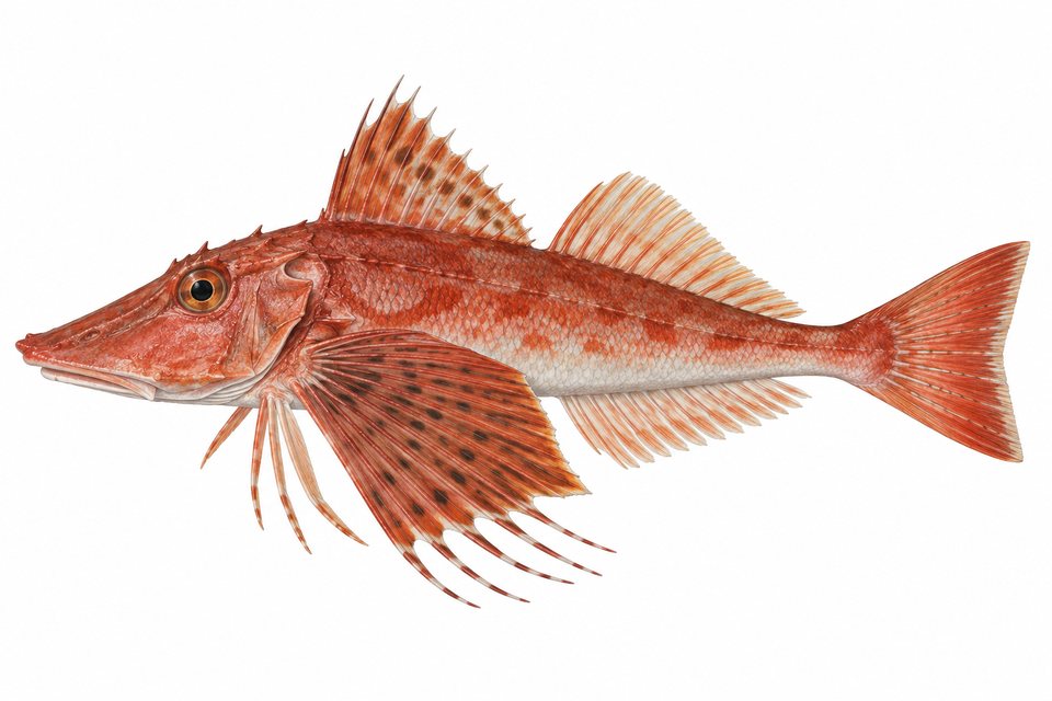 Longnose gurnard