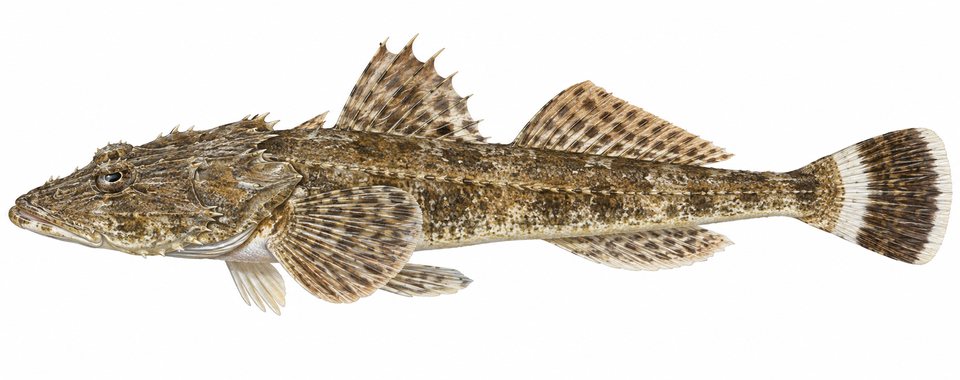 Thorny flathead
