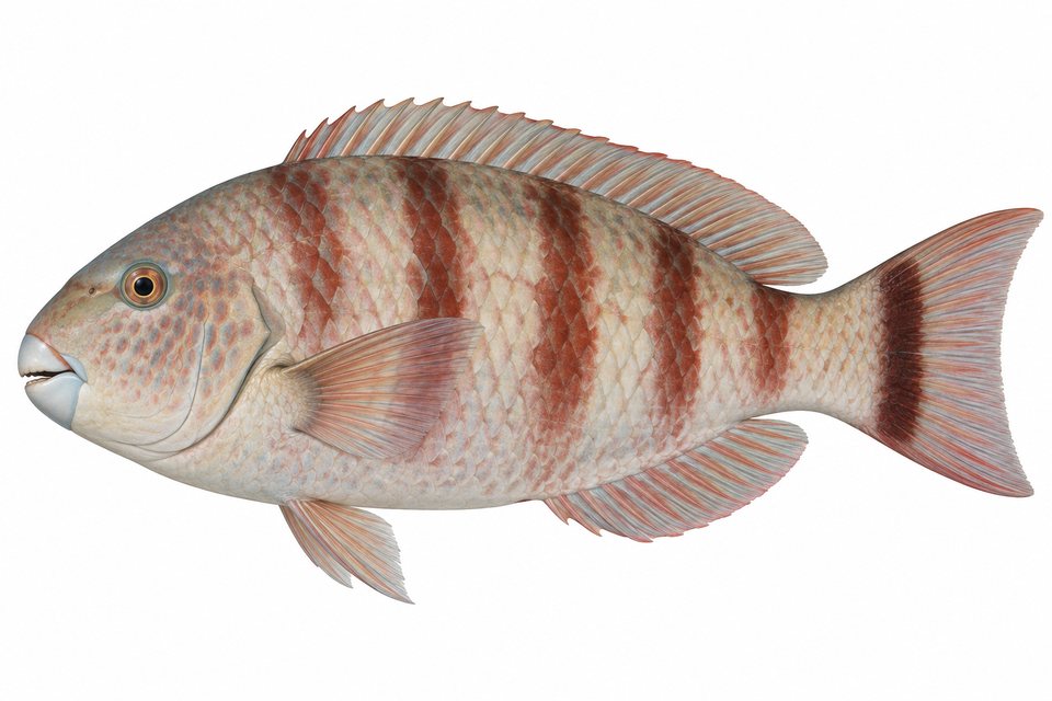 Redbarred parrotfish