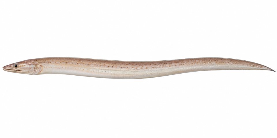 Grooved-jaw worm eel
