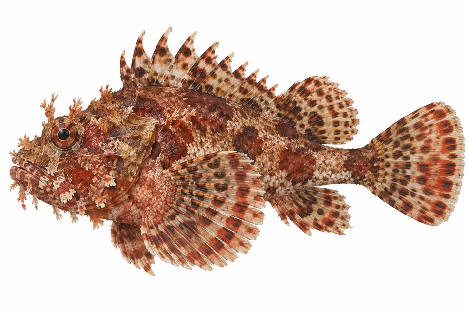 Blotchfin scorpionfish