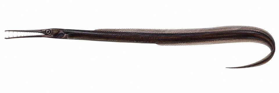 Sawtooth eel (no English common name)