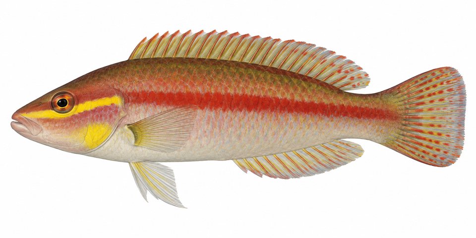Red-lined hogfish