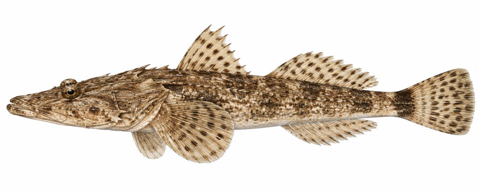 Longsnout flathead