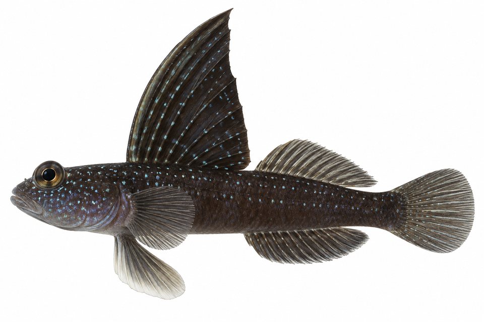 Tall-fin shrimp-goby