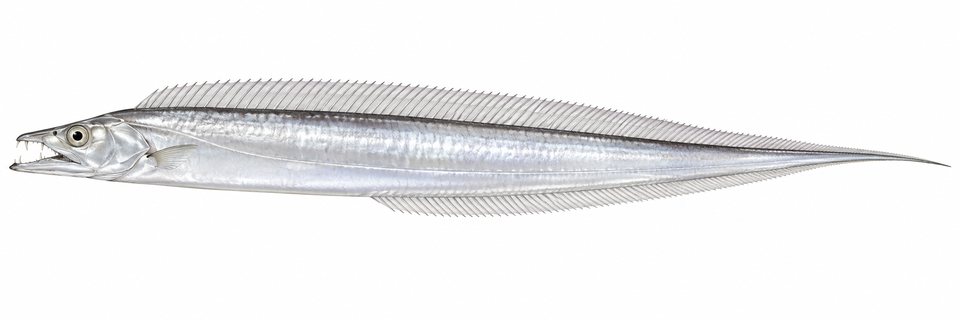 Pearly hairtail
