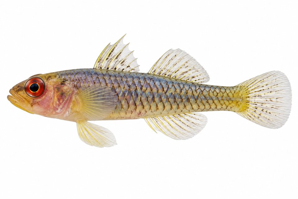 Emery's pygmygoby