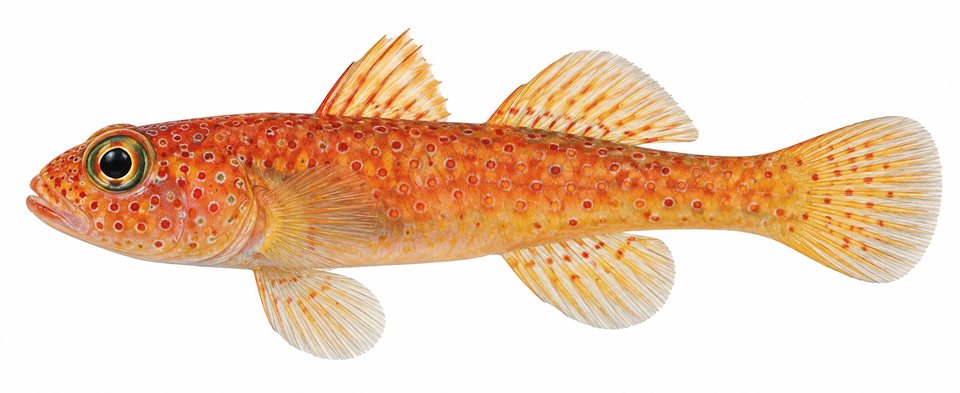 Pimple pygmygoby