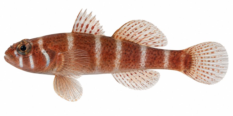 Mendelssohn's pygmygoby