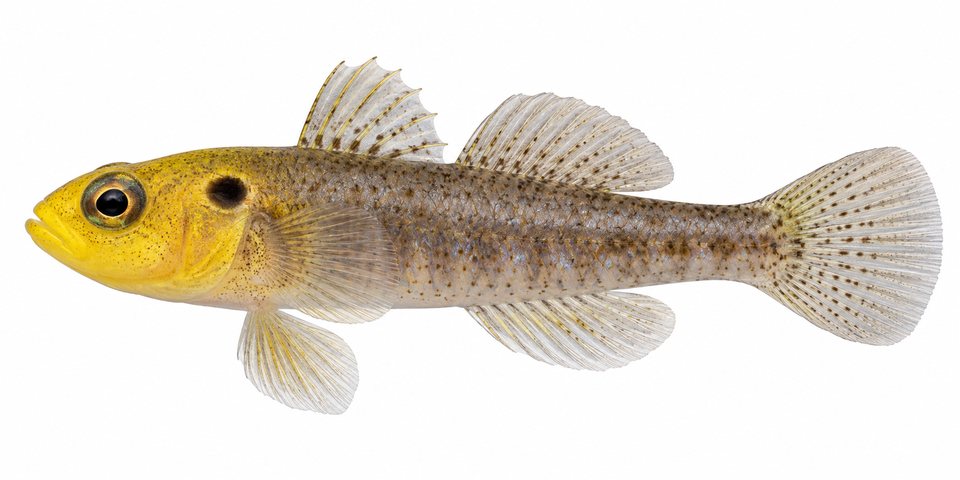 Stobbs' pygmygoby