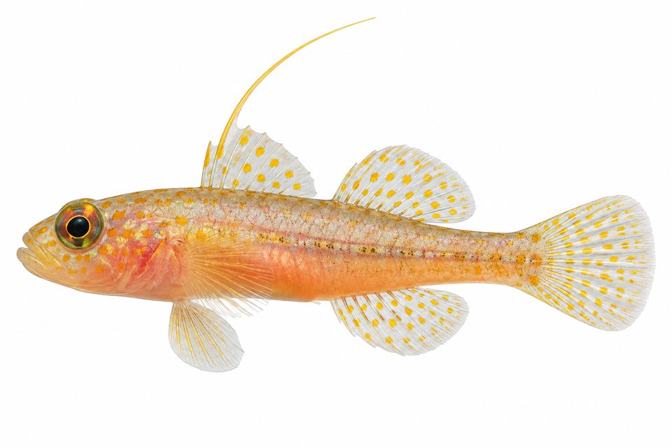 Yellow pygmygoby