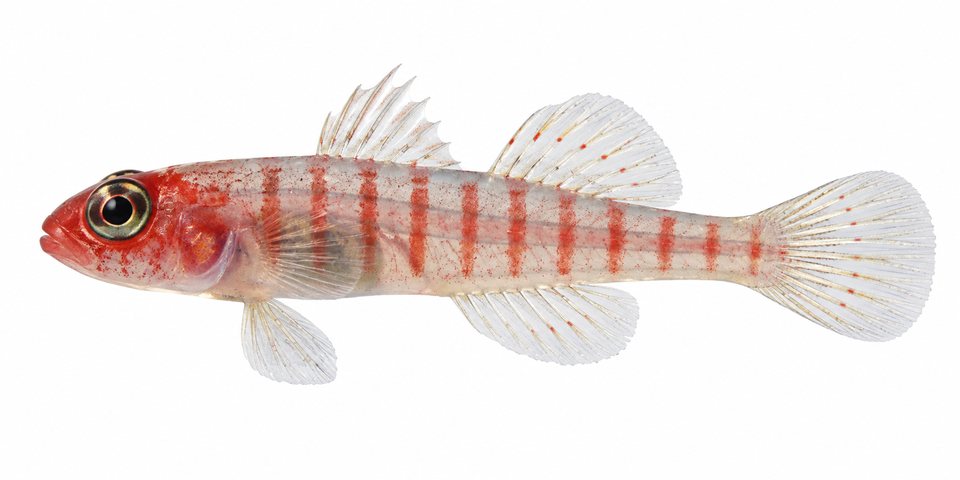 Dwarf atom goby