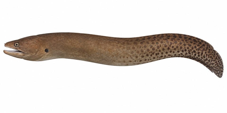 Brown spotted snake moray