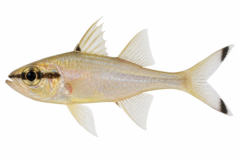 Swallowtail cardinalfish