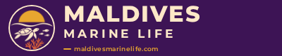 Maldives Marine Life